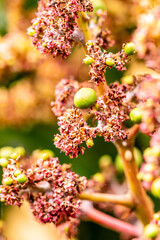 Mangifera indica pertenece a la familia Anacardiaceae.