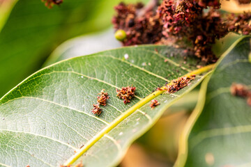 Mangifera indica pertenece a la familia Anacardiaceae.