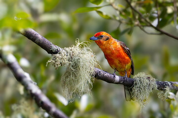 The flame-colored tanager, Piranga bidentata known as the stripe-backed tanager