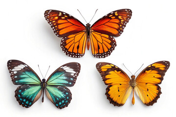 Obraz premium Butterfly with White Background for Design 