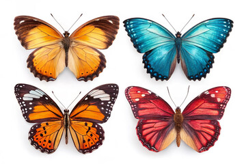 Elegant Butterfly on Plain White Surface
