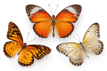 Isolated Butterfly Picture White Background
