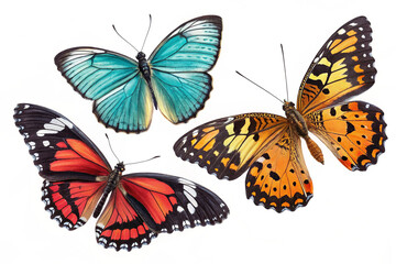 Obraz premium Isolated Butterfly Picture White Background 