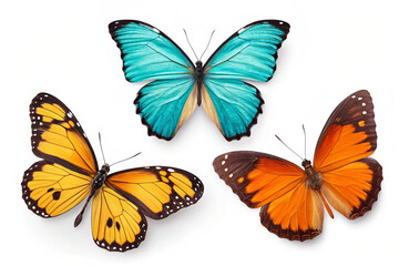 Obraz premium Isolated Butterfly Picture White Background 