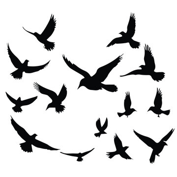 black silhouette logo of a bird flay 