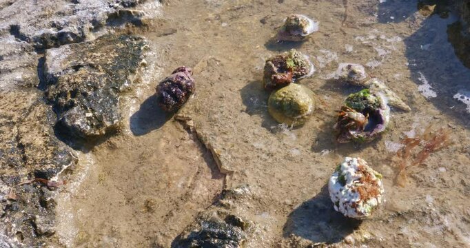 Close-up video of hermit crabs in their natural habitat. Shows their movement and behavior among rocks and shallow water.
