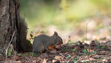 木の実を食べる可愛いニホンリス