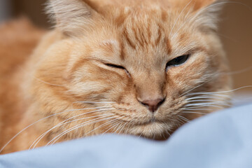 眠そうな表情の可愛い猫　茶トラ猫