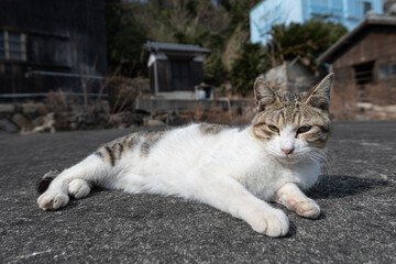 寝そべってくつろぐ可愛い野良猫　キジトラ白