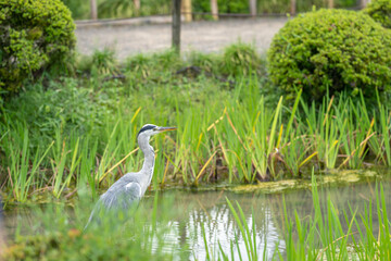 A Grey Heron in a river of a traditional garden in a regional city of Japan on a rainy summer day.