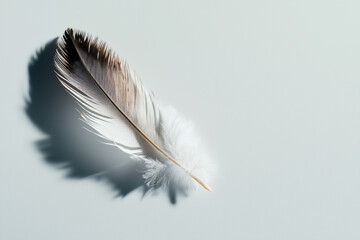 Isolated feather delicately floating with intricate barbs against a soft background natural light abstract viewpoint ethereal essence