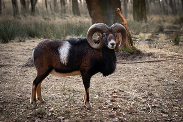 Mufflon im Wald