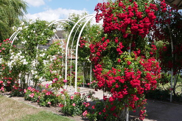 Rote Rosen im Rosarium Uetersen