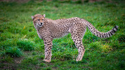 Adorable Young Male Cheetah Relaxing in Grassland