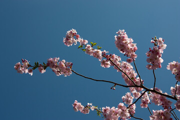Delicate pink sakura branches against the blue sky. Beautiful play of light and shadow. A gentle photo with a copy space. Cherry blossoms in spring. Natural floral wallpaper background