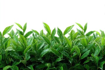 Green Leaf Plant Close Up