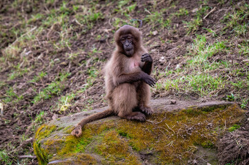 Baby Gelada monkey Exploring its Surroundings