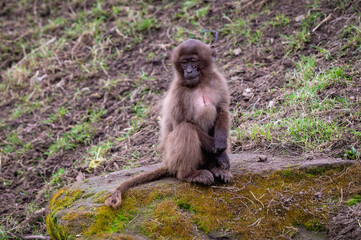 Baby Gelada monkey Exploring its Surroundings