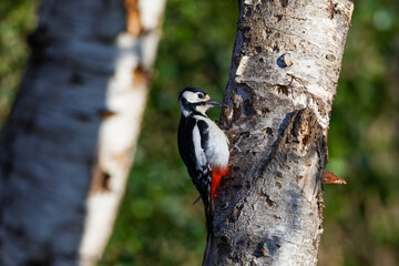 A woodpecker perched on a birch tree trunk in a forest setting.