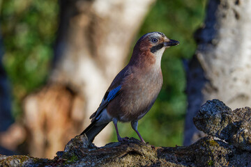 A Eurasian jay perched on a tree branch in a forest setting, with blurred green foliage in the background, capturing the bird's distinctive blue wing feathers and alert posture.
