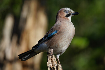 A close-up of a Eurasian Jay perched on a wooden stump, showcasing its vibrant plumage with shades of blue, brown, and white against a blurred green background.