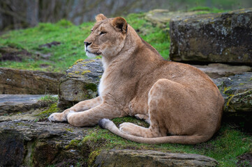 Female Lioness Resting on Rocks