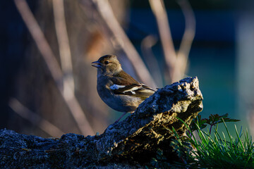 A eurasian chaffinch (fringilla coelebs) bird perched on a tree branch in a natural setting, with...
