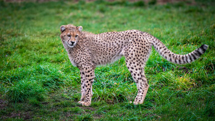Adorable Young Male Cheetah Relaxing in Grassland