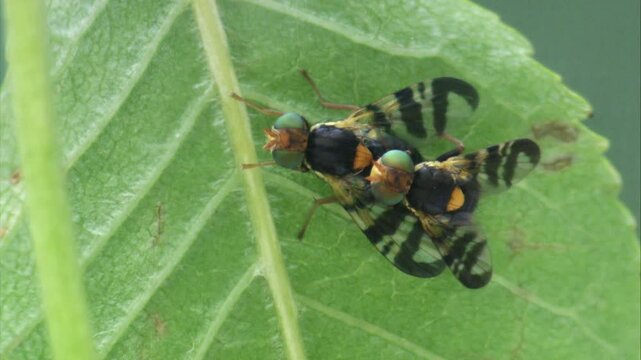 Fruit flies mating