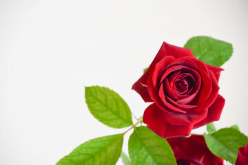 赤い薔薇