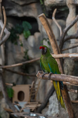 A green Macaw parrot, a bright bird sitting on a branch. Parrot concept, zoo, birds