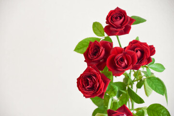 Obraz premium 赤いばら