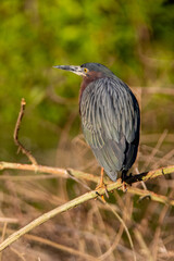 Perching Green Heron