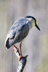 Black Crowned Night Heron