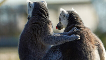 A pair of affectionate ring tailed lemurs with backs to the camera and paws around each other cuddling. Lemurs mate for life and have great social skills. Full property release for commercial use