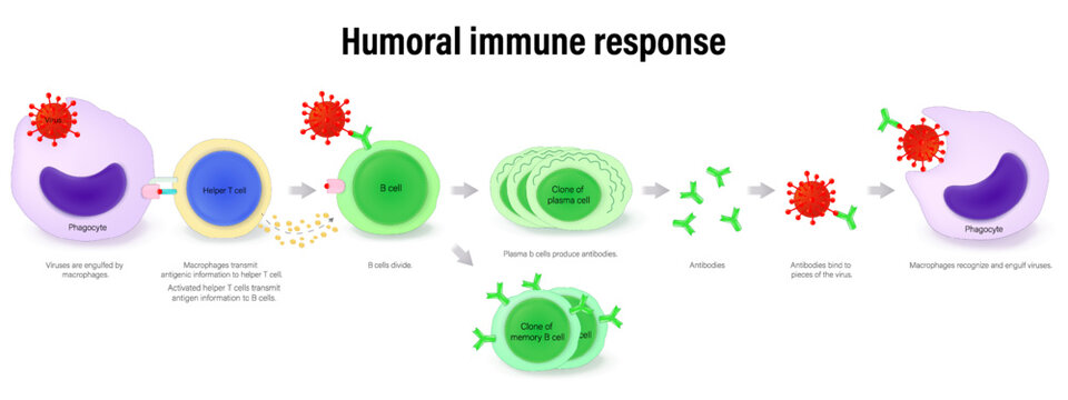 Humoral Response Animation