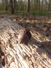 Close-up of fallen oak leaves in various shades of brown and an acorn lying amongst them. Texture of dry foliage, detail of nature