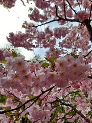 Lush pink cherry blossoms against the blue sky with light clouds. Spring landscape, delicate flowers hanging on the branches, filling the air with fragrance. Close up of a flowering tree