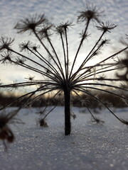 Frozen umbrella of a dry plant on a snowy field against the winter sky. Play of light on ice crystals, clear graphic lines. Winter study
