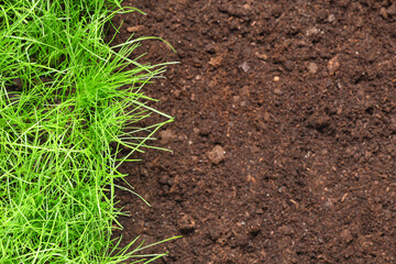 Soil with fresh green wheatgrass, top view