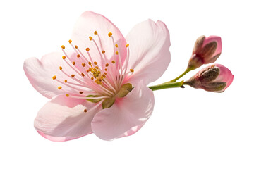 Obraz premium Close-up of Pink Blossom with Buds