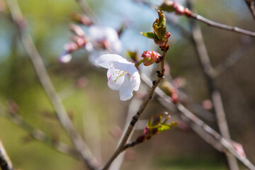Spring flowers in a light. Spring flowers of an apricot tree on the branches. Beautiful orchard. Shallow depth of field. Bright white flowers isolated on forest background on a sunny day