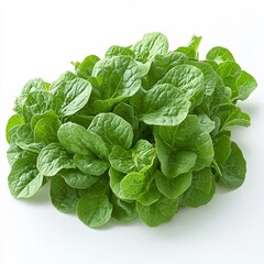Fototapeta premium Mustard Greens Isolated on white background 