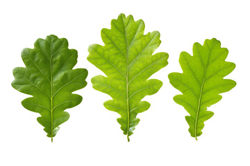 Fototapeta premium Three Oak Leaves on White Background
