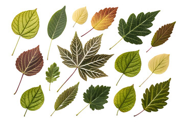 Fototapeta premium Colorful Autumn Leaves Arrangement