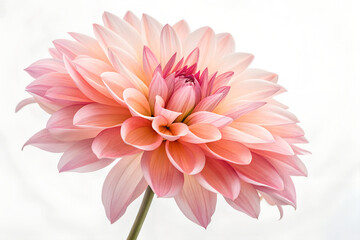 Fototapeta premium Beautiful Pink Dahlia Flower Close-Up