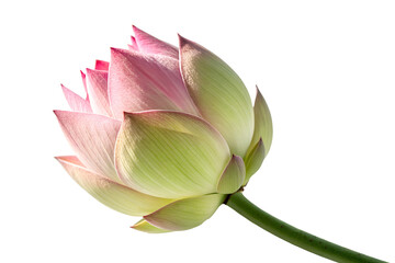Close-up of Beautiful Pink Lotus Flower
