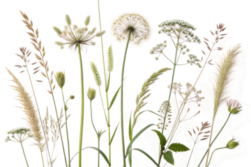 Colorful Wildflowers Botanical Image