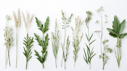 Obraz premium Arrangement of various fresh herbs and grasses