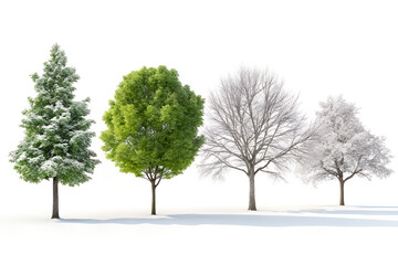 Obraz premium Seasonal Tree Transition in Winter